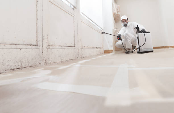 Black mold remediation team in Petoskey